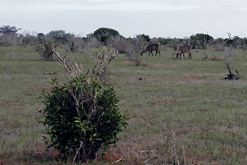Kenia (437)